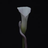 Parrhesia (Opaque Baby Pink Vinyl)