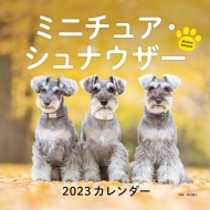 2023�N�J�����_�[ �~�j�`���A�E�V���i�E�U�[ �������V���ЃJ�����_�[