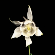 Happiness -Anniversary Edition