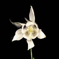 Happiness -Anniversary Edition (�A�i���O���R�[�h)