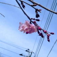 ��¢��Ͻ���� The Voice/������