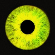 NOEL/4th Ep 23'f / W