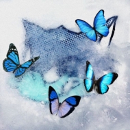 Frozen Butterfly (+DVD)