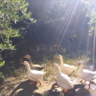 デビューアルバムをリリースし、勢いに乗る東京のインディーバンド、xiexie。一部の店舗限定販売＆ソールドアウトしていたCDも好評につき再リリース決定！  ライヴ会場と一部の店舗限定で販売し、ソールド