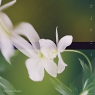 まおまお✶ UTAIYA BEST vol.2〜4 受注生産 body_184133.jpeg