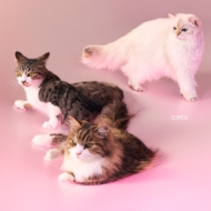 CDアルバム｜My Hair is Bad｜商品一覧｜HMV&BOOKS online