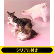 シリアル付き》cats《全額内金》 : My Hair is Bad | HMV&BOOKS online