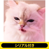 CDアルバム｜My Hair is Bad｜商品一覧｜HMV&BOOKS online