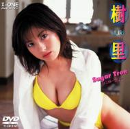 �V���K�[ �c���[