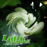 Abstract Latin Lounge 2
