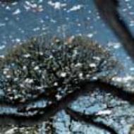 その他 So Far [CD] 91l+7c-u-xL._SY200_QL15_.jpg