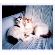 ���炩�ȓ�