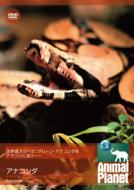 �A�j�}�� �v���l�b�g: �A�i�R���_