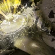 000/Aether Dynamic