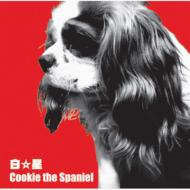 Cookie The Spaniel