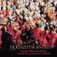 Cantata.216, 210: Rifkin / Bach Cincertino���, Etc