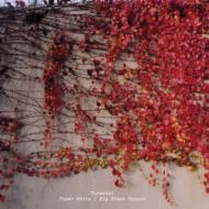 Paper White/Big Black Square