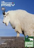 �A�j�}���v���l�b�g: �a�H�ɂȂ�܂���: �r�q��