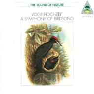 Symphony Of Birdsong During The Mating Season