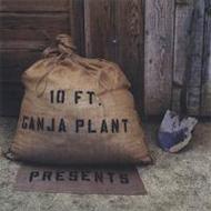 10 Ft Ganja Plant/Presents