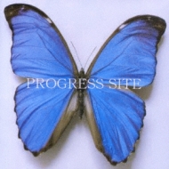 Various/Progress Site