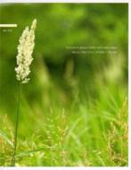 Texture In Glass Tubes And Reed Organ