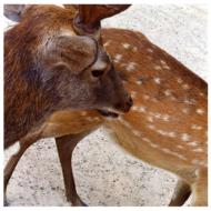 �����킹�̃C���[�W