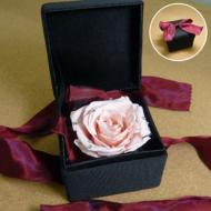 �v���U�[�u�h�t�����[ +Glitter