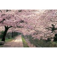 �� / �N�w�̓�