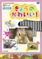 NHK DVD ダーウィンの動物大図鑑 はろ～!あにまる::きょうのかわいい! プリティBOX | HMV&BOOKS online -  PCBE-63340