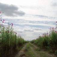 �A���o���W���P�b�g