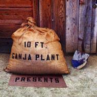 10ft Ganja Plant/Presents