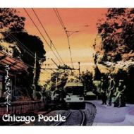 Chicago Poodle/ʤ٥١