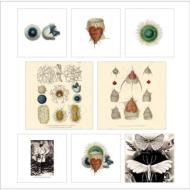 Evolution In Revolution