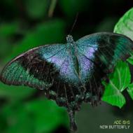 Ade Ishs/New Butterfly