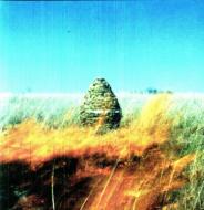 Given To The Wild (+mp3 Download)