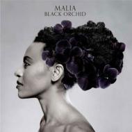 Malia/Black Orchid