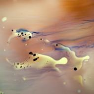 Soft (Rk)/Dogs (Ltd)