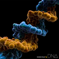 MONKEY MAJIK/Dna (+dvd)