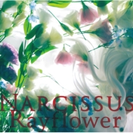 Rayflower/Narcissus