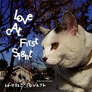 Love Cat First Sight