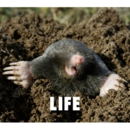 LIFE (+DVD)[First Press Limited Edition]