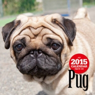 �唻�J�����_�[ �p�O �Ǌ|�^�C�v 2015�N�J�����_�[