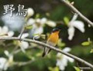 �쒹�J�����_�[ 2015