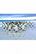福田幸広/Penguin Land ペンギンたちの国