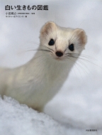 �����������̐}��