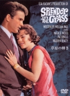 Splendor In The Grass