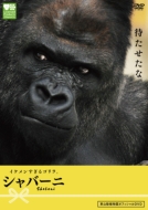 Ikemen Sugiru Gorilla.Shabani