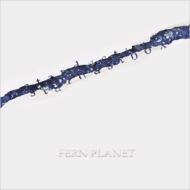 FERN PLANET/Stardustbox