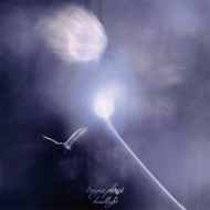 sugar plant/Headlights
